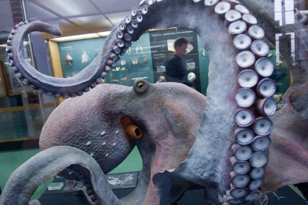 Kraken 23 at