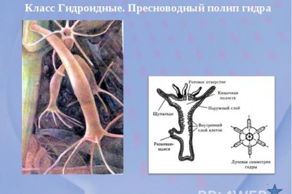 Kraken рабочий